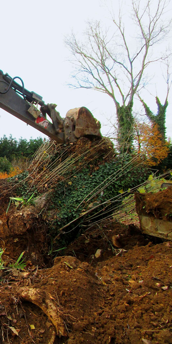 Dessouchage arbre et haie 37